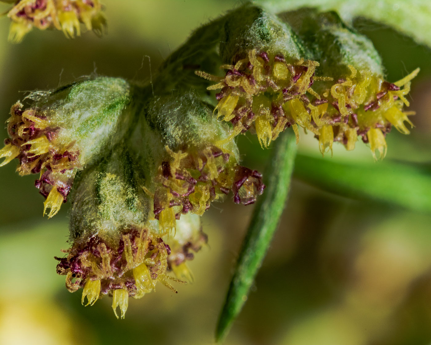 Image of Artemisia umbrosa specimen.