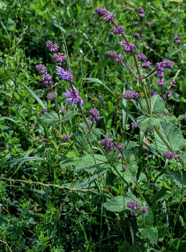 Image of Salvia verticillata specimen.