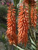 genus Aloe