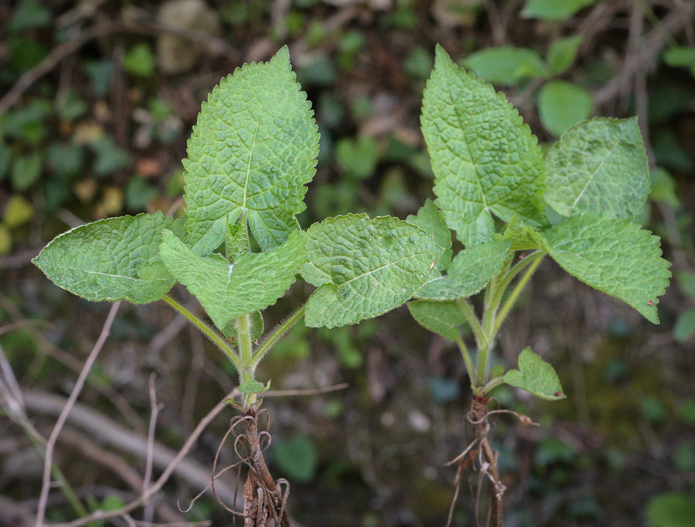 Изображение особи Salvia glutinosa.