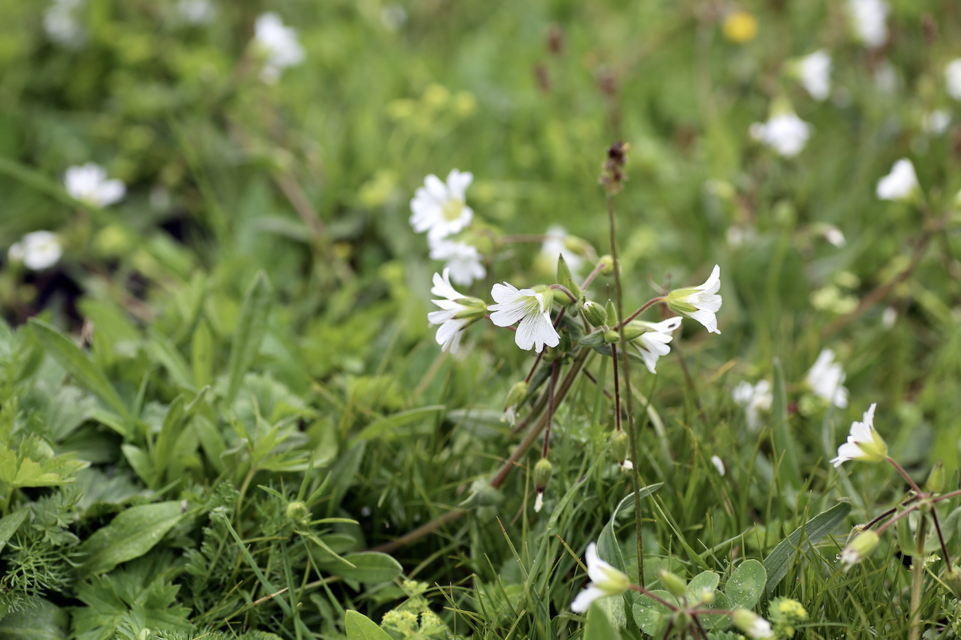 Изображение особи Cerastium ruderale.