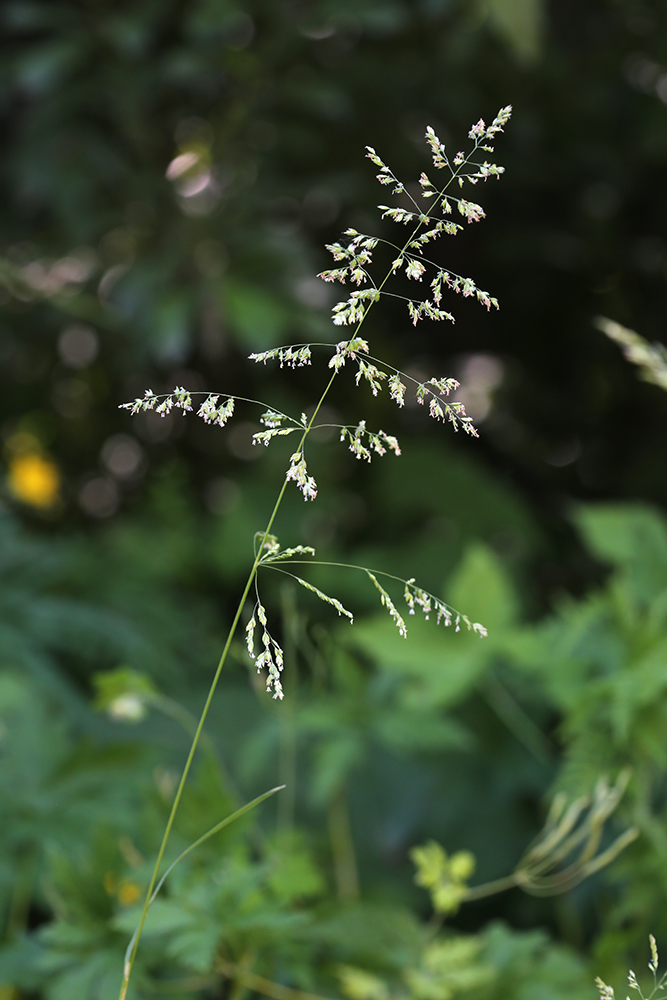 Изображение особи Poa trivialis.