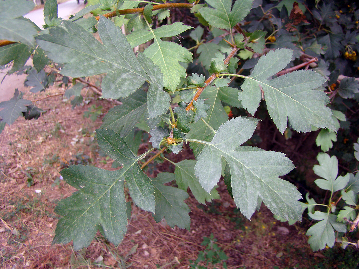 Изображение особи Crataegus ferganensis.