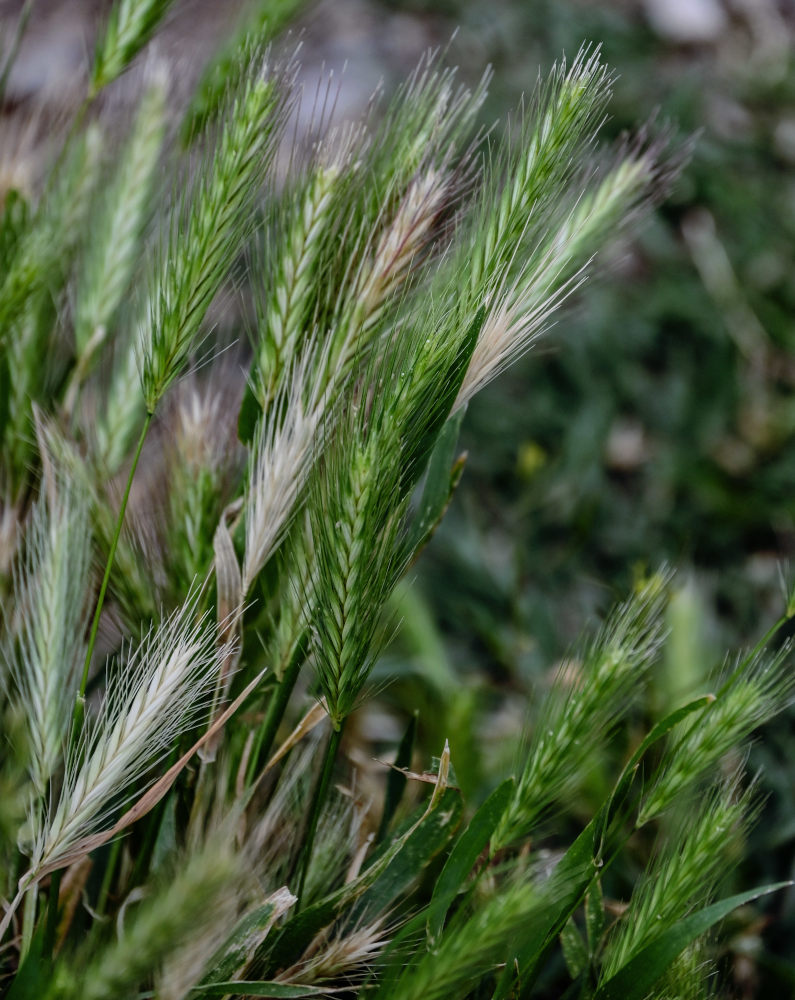 Изображение особи Hordeum murinum.