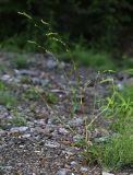 Persicaria viscofera. Растение с нераспустившимися соцветиями. Приморский край, г. Владивосток, территория БСИ ДВО РАН, на насыпи. 30.07.2024.