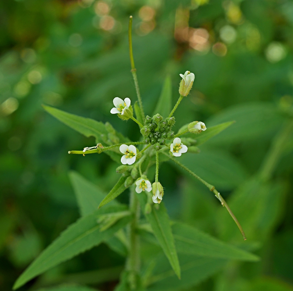 Image of Arabis pendula specimen.