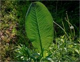 Inula helenium. Молодой лист. Московская обл., Раменский р-н, окр. дер. Хрипань, садовый участок. 29.05.2024.