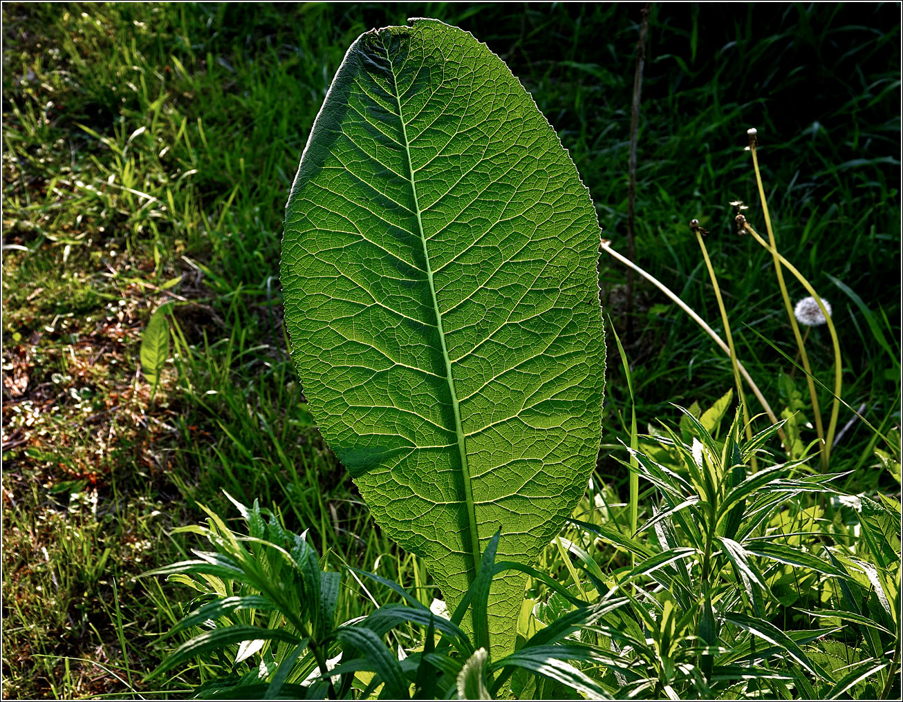 Image of Inula helenium specimen.