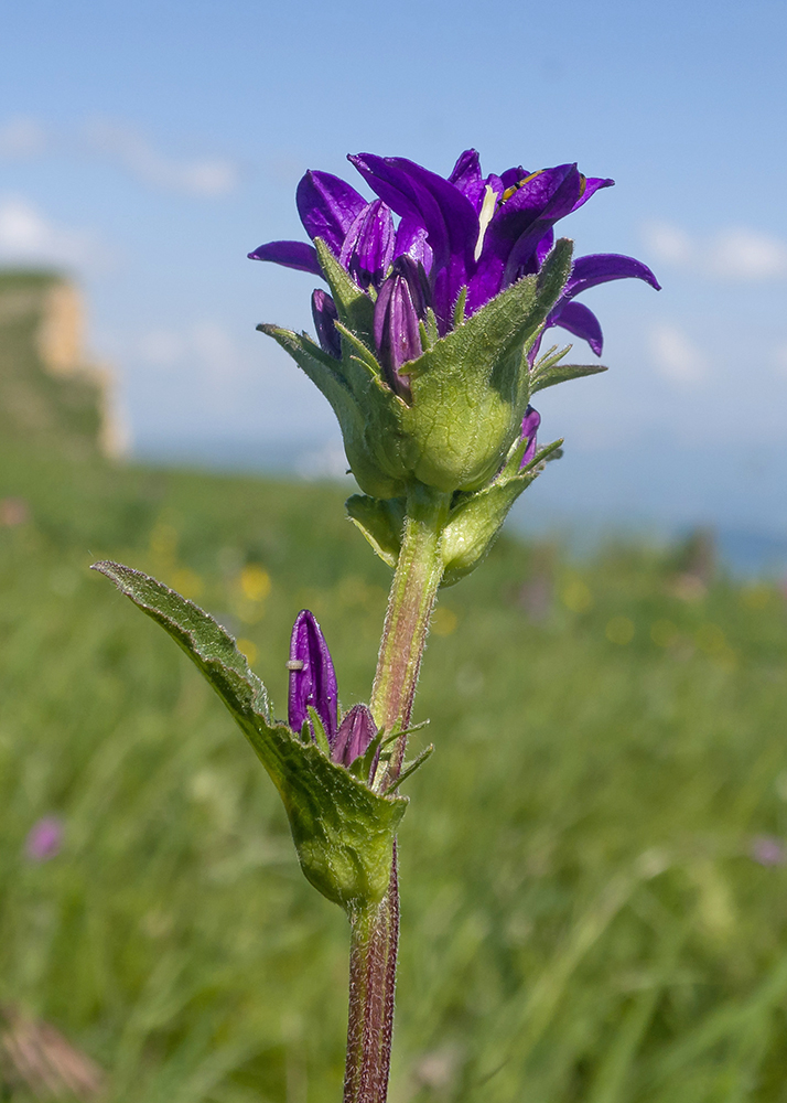 Image of Campanula glomerata ssp. oblongifolioides specimen.