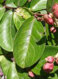 Lagerstroemia indica. Лист с погрызом. Краснодарский край, Туапсинский муниципальный округ, с. Ольгинка. 05.08.2024.