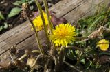 Taraxacum serotinum. Верхушки побегов с соплодиями, соцветиями и с бутонизирующими соцветиями. Самарская обл., Ставропольский р-н, окр. с. Жигули, Молодецкий курган, суходольный луг, у тропы, ведущей на Молодецкий курган. 7 сентября 2023 г.