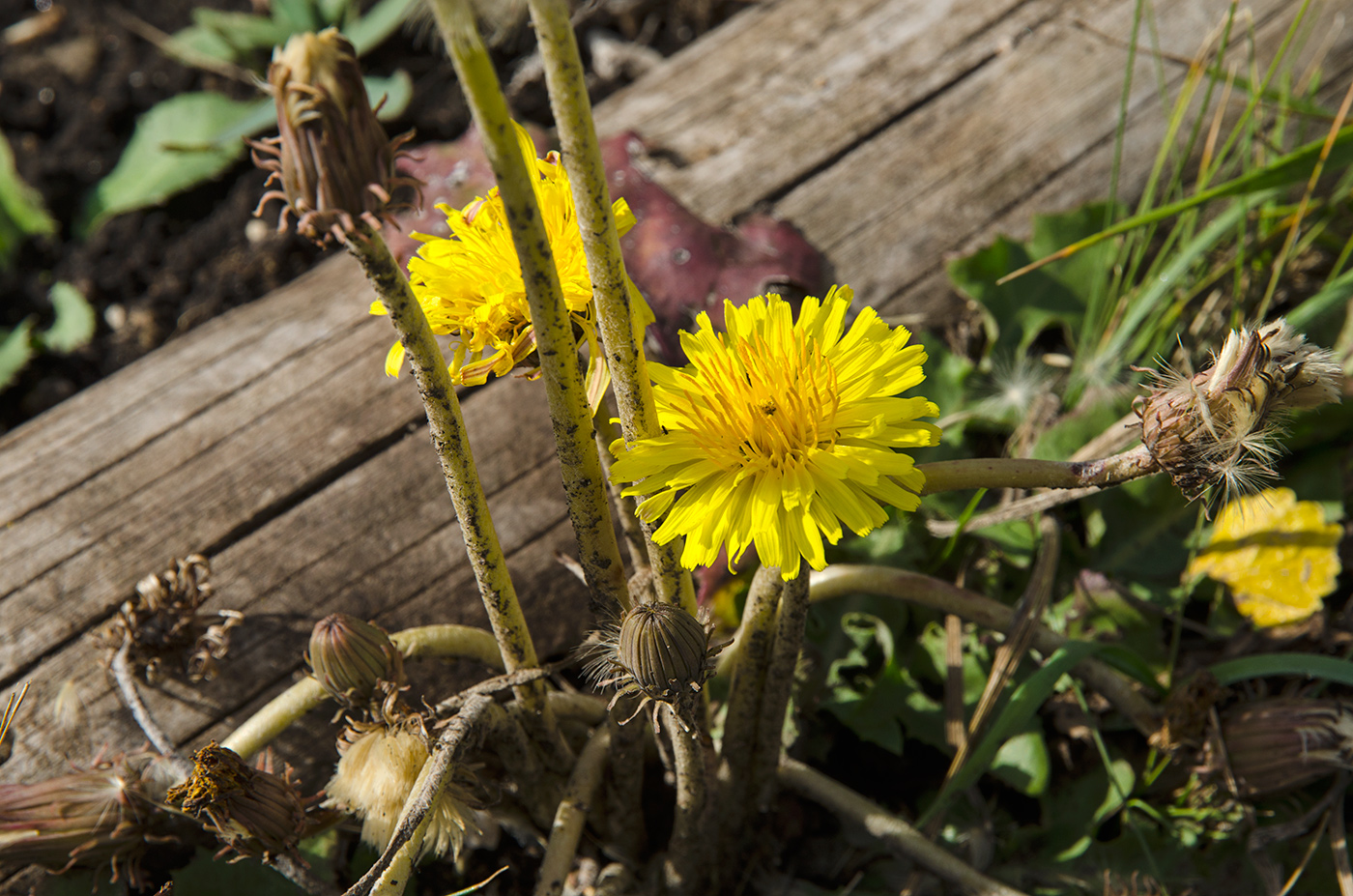 Image of Taraxacum serotinum specimen.