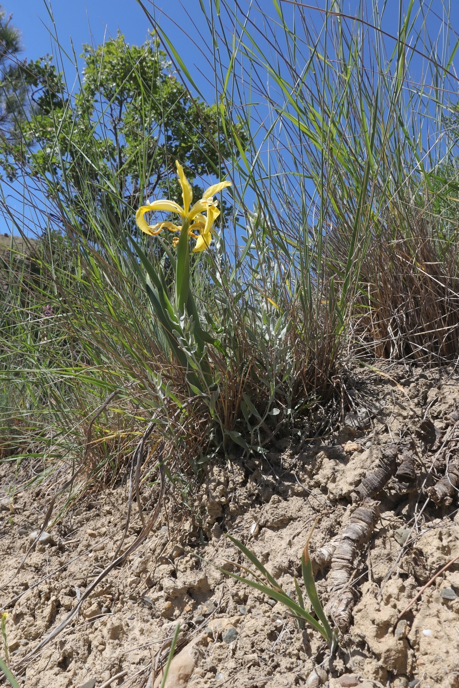 Изображение особи Iris halophila.