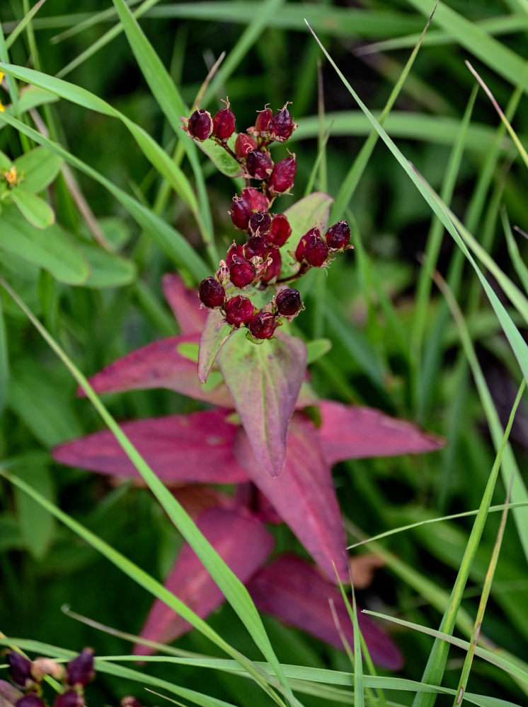 Изображение особи Hypericum kamtschaticum.