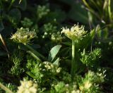 familia Apiaceae. Верхушка цветущего растения. Чечня, Шаройский р-н, окр. пер. Цумандинский, южный борт перевала, выс. ок. 2400 м н.у.м., луг. 24 июня 2024 г.