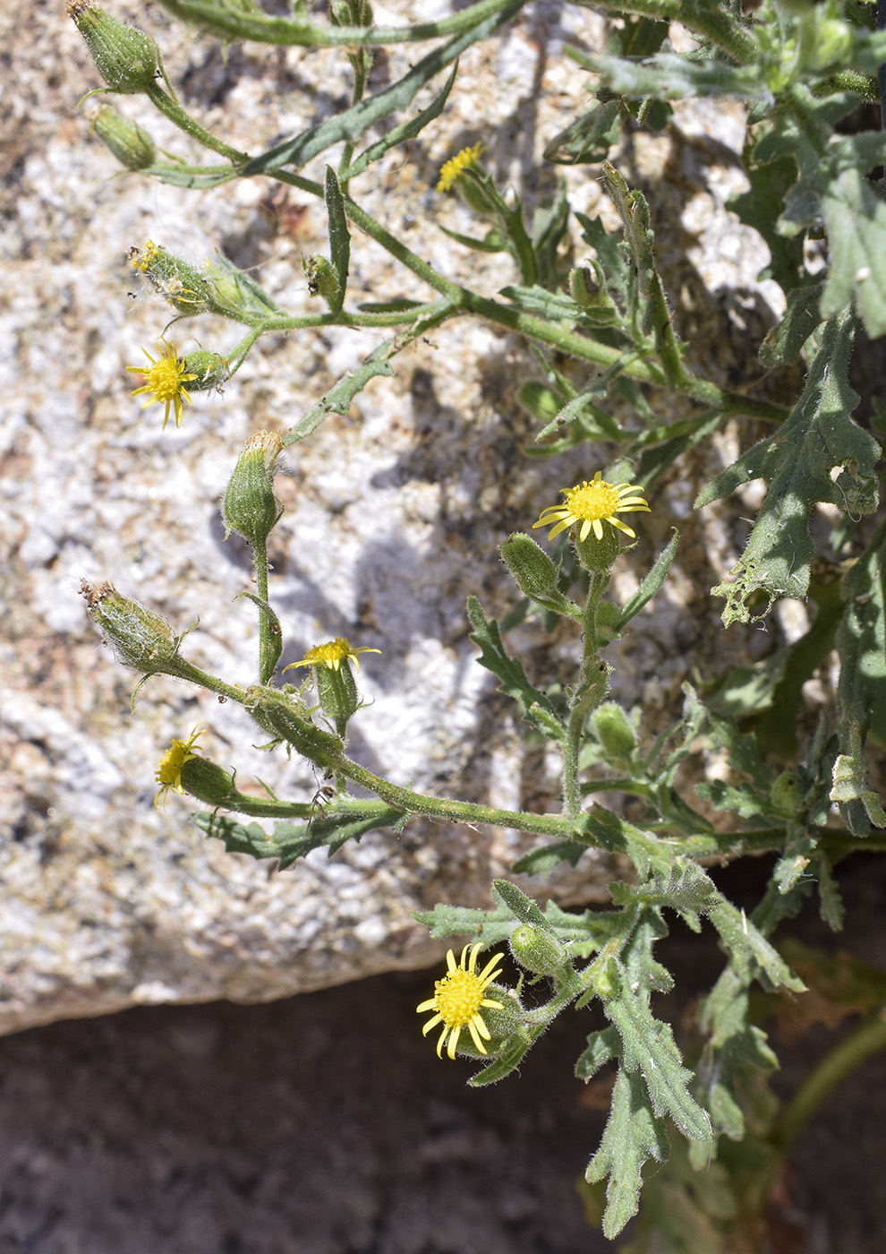 Image of Senecio viscosus specimen.