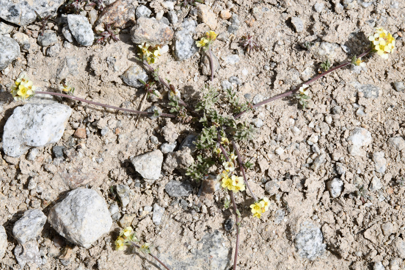 Изображение особи Sophiopsis sisymbrioides.