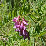 Vicia amoena. Соцветие и лист. Хабаровский край, окр. г. Комсомольск-на-Амуре, дол. руч. Тёплый ключ, опушка лиственного леса. 24.06.2024.