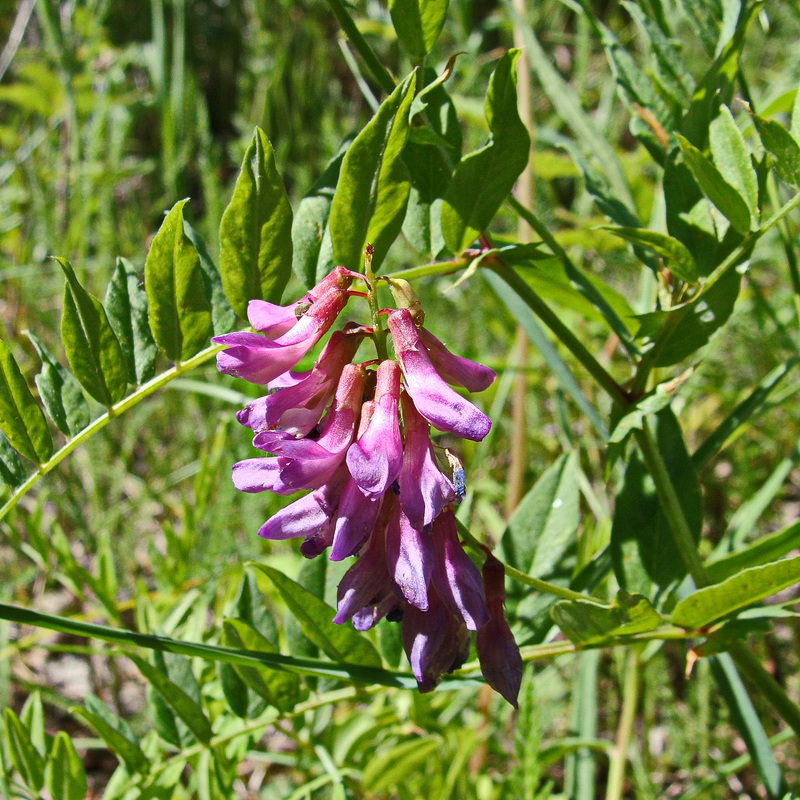 Image of Vicia amoena specimen.