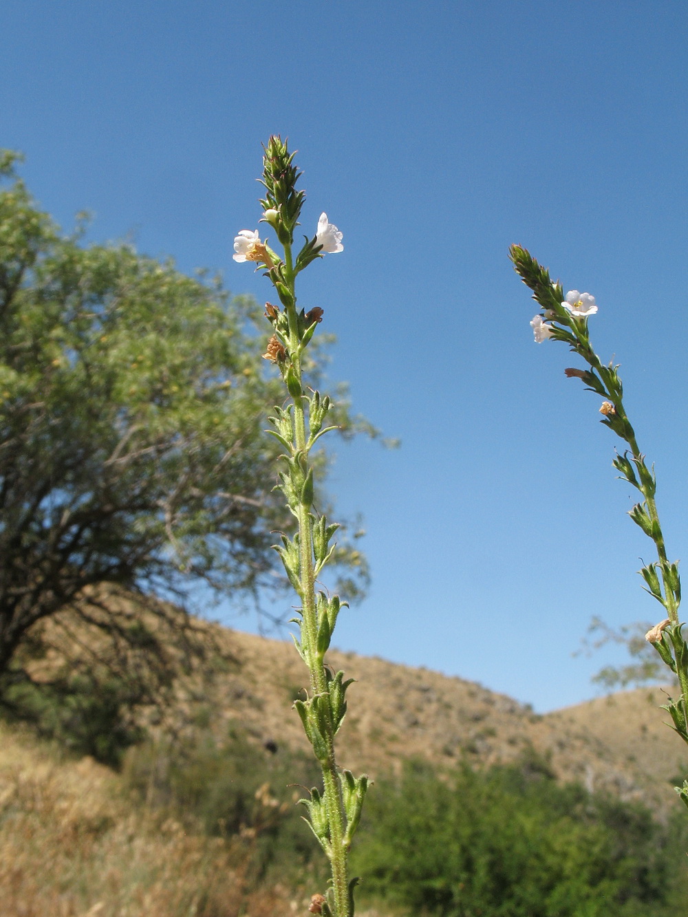 Image of Leptorhabdos parviflora specimen.