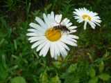 Leucanthemum ircutianum