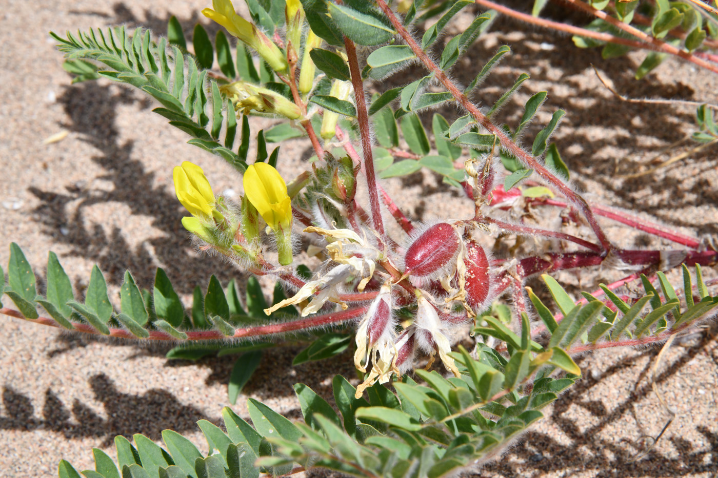 Изображение особи Astragalus rubtzovii.