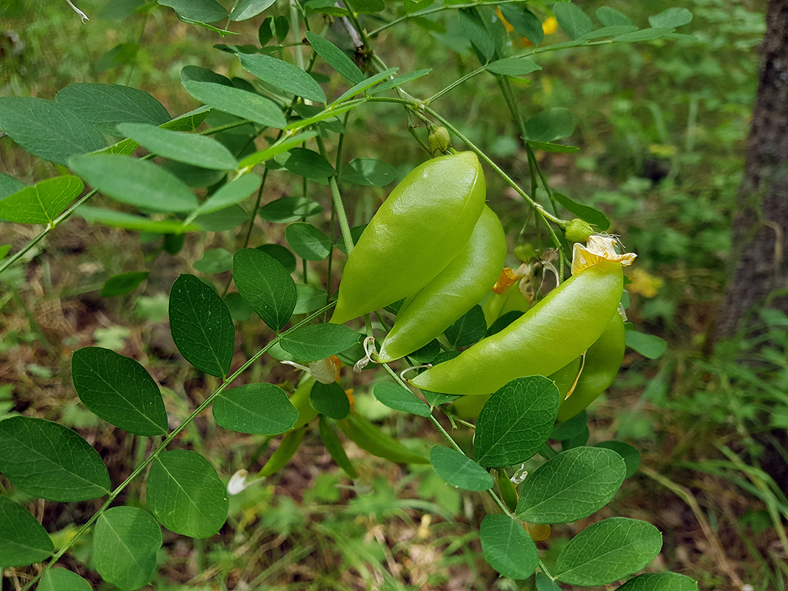 Изображение особи Colutea cilicica.