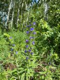 Echium vulgare