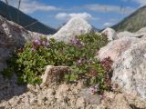 Thymus nummularius