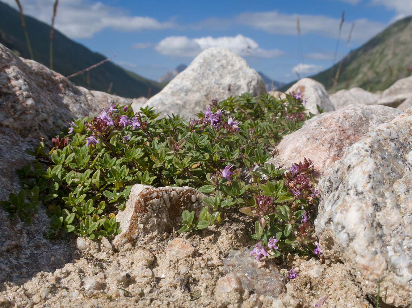 Изображение особи Thymus nummularius.