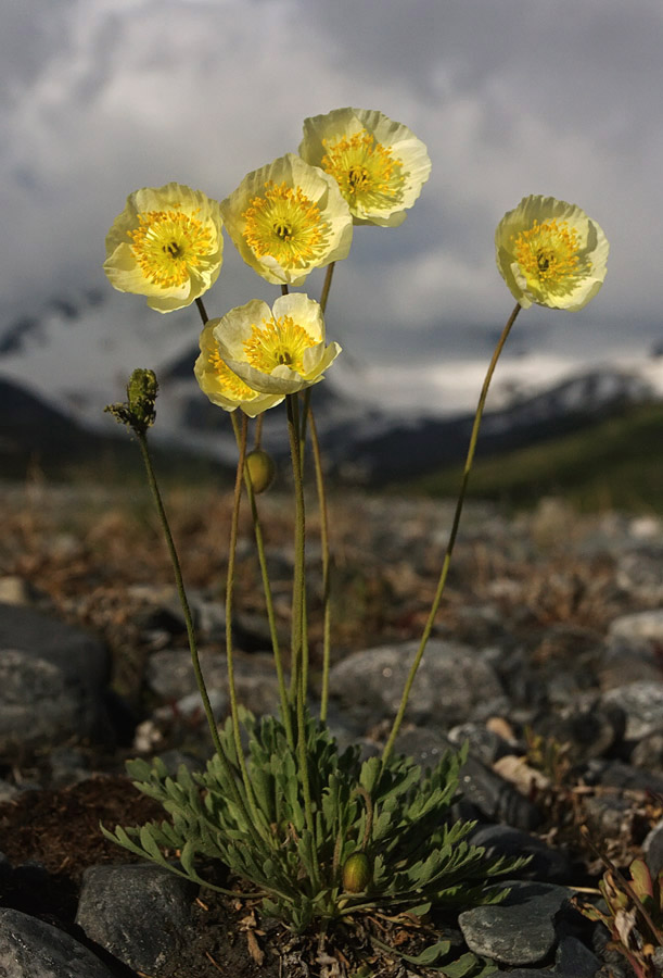 Image of genus Papaver specimen.