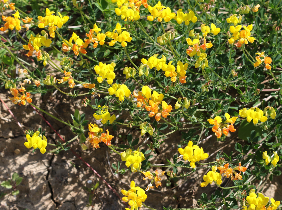 Image of Lotus corniculatus specimen.