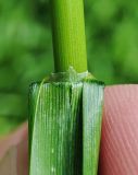 View full-size image Glyceria maxima