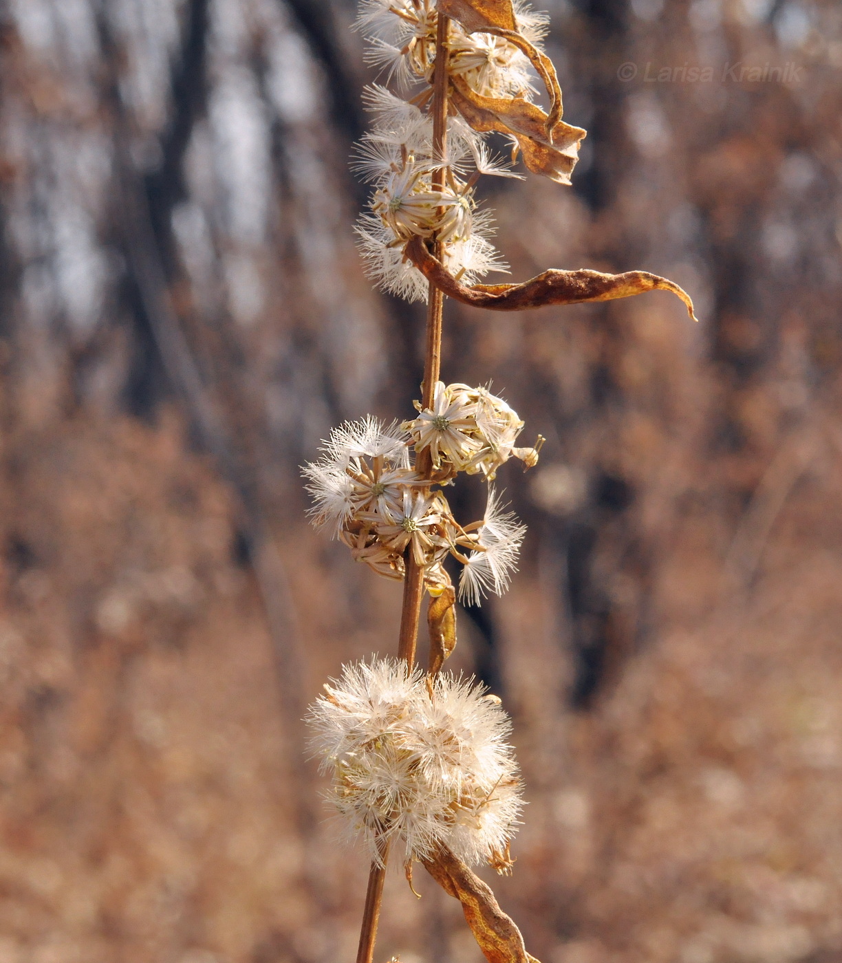 Image of Solidago pacifica specimen.