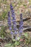Ajuga orientalis. Цветущее растение. Крым, Бахчисарайский р-н, обочина грунтовой дороги в горном лесу в р-не пгт Куйбышево. 18.04.2025.