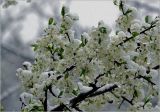 Смотреть изображение Prunus spinosa