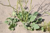 View full-size image Brassica sisymbrioides