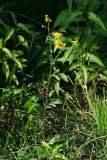 Senecio erraticus. Цветущее растение. Республика Абхазия, г. Сухум. 25.08.2009.