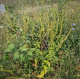 View full-size image Veronica teucrium