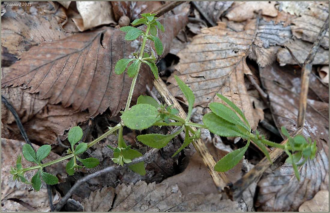 Image of Galium aparine specimen.