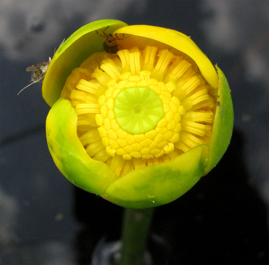 Image of Nuphar &times; spenneriana specimen.