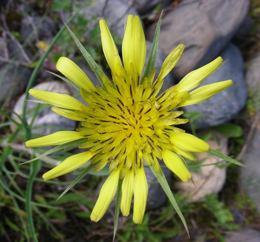 Image of Tragopogon dubius specimen.