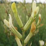 Astragalus pallescens. Верхушка соцветия. Украина, Донецкая обл., Тельмановский р-н, окр. с. Гранитное, балка Хан-Тарама, петрофитная степь на гранитах. 13.06.2011.