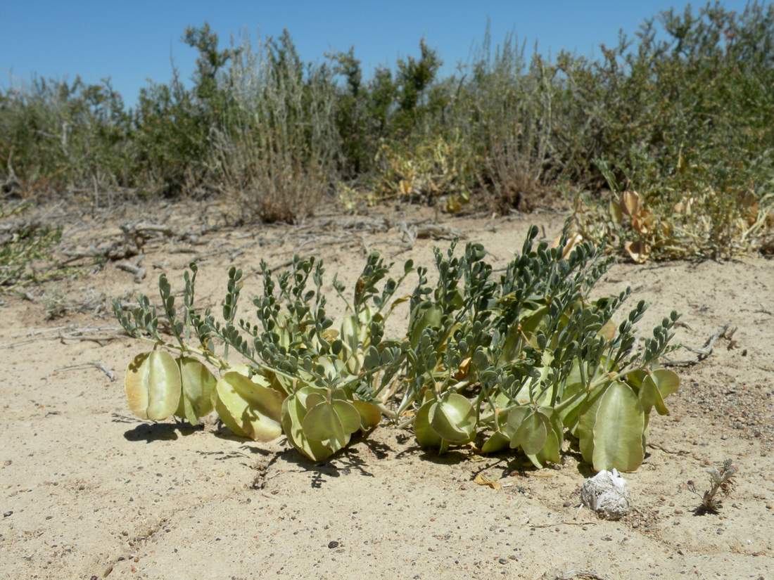 Изображение особи Zygophyllum pinnatum.