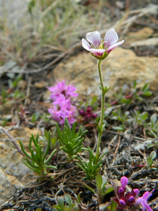 Image of genus Minuartia specimen.