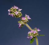 Thymus marschallianus. Соцветие. Воронежская обл., Павловский р-н, окр. с. Михайловка (Шипов лес). 17.06.2011.