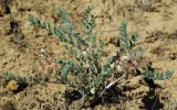 Astragalus chaetodon
