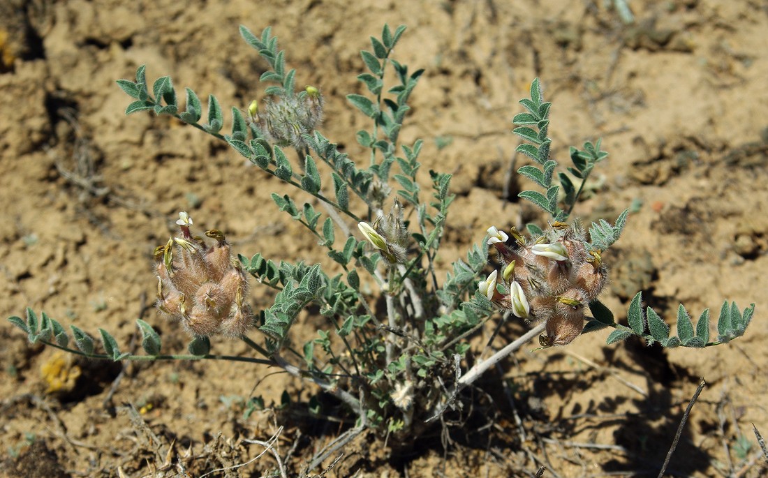 Image of Astragalus chaetodon specimen.