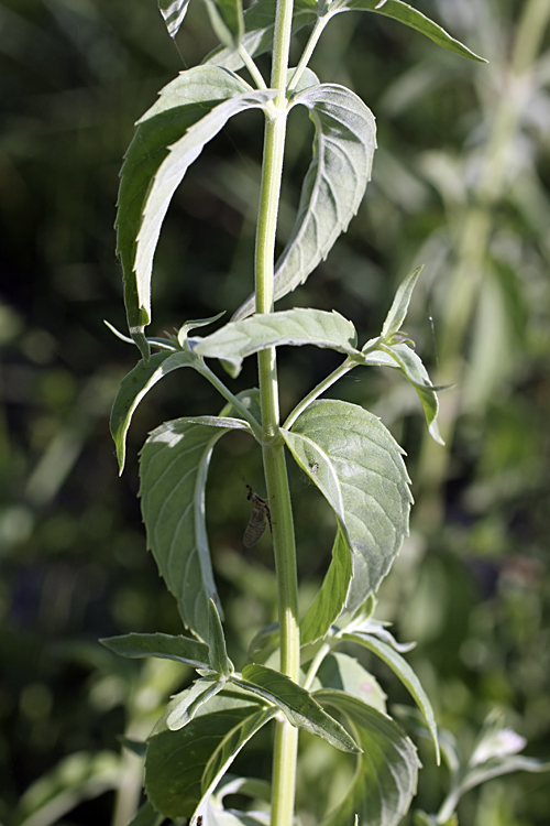 Image of Mentha asiatica specimen.