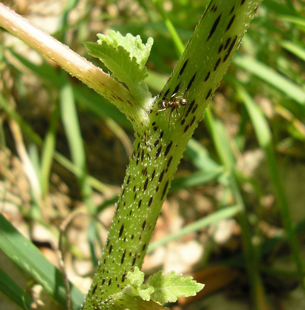 Изображение особи Xanthium orientale.